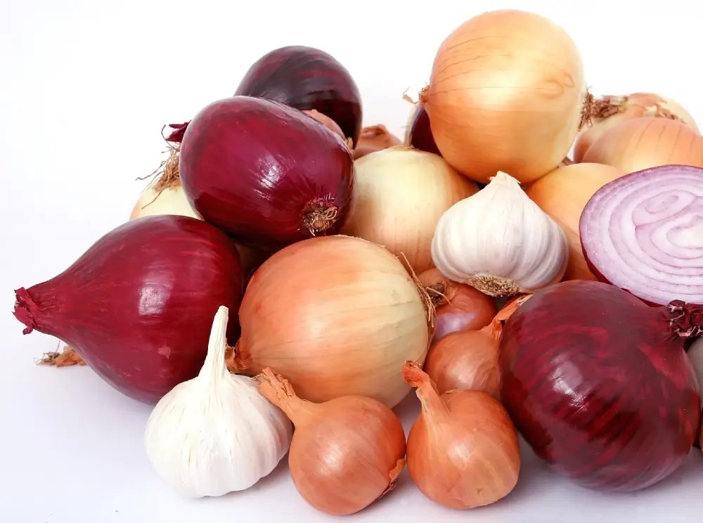 Variétés oignons potager - oignons blancs jaunes rouges et ail pour culture maraîchère