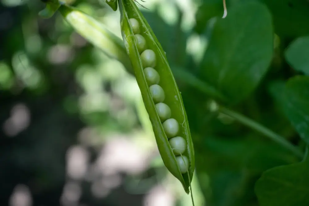 Gousse pois lisse ouverte plante grains blancs culture potager semis