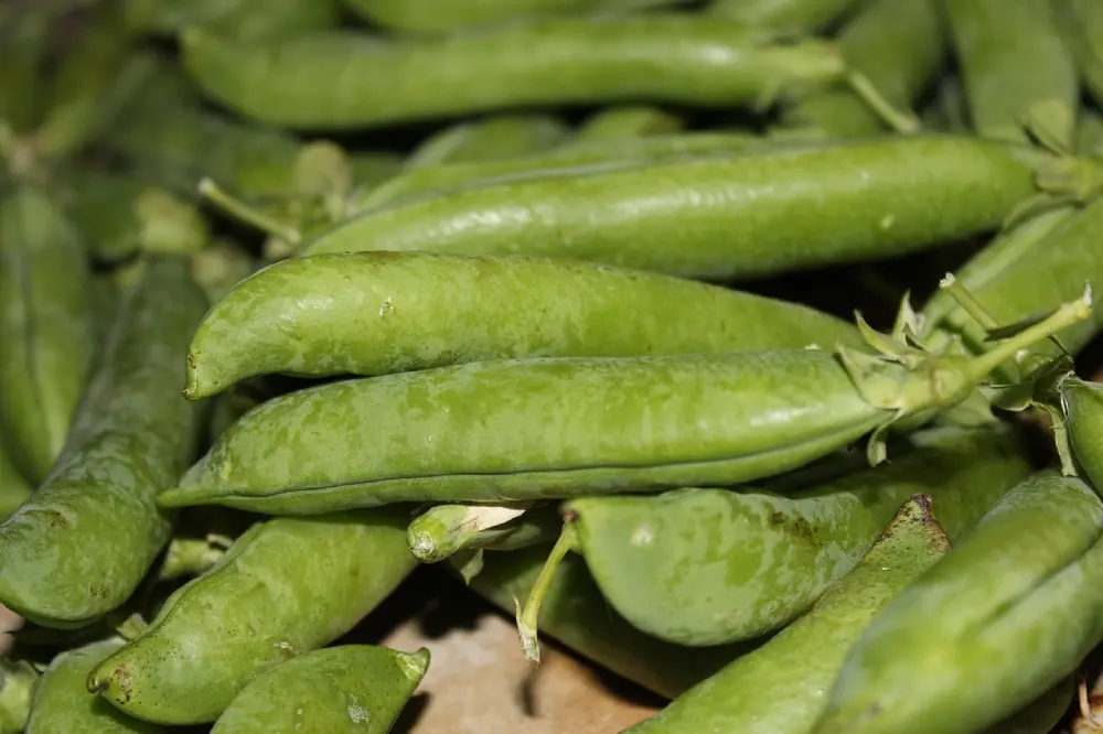 Gousses pois lisses fraîches récolte culture potager légumes verts