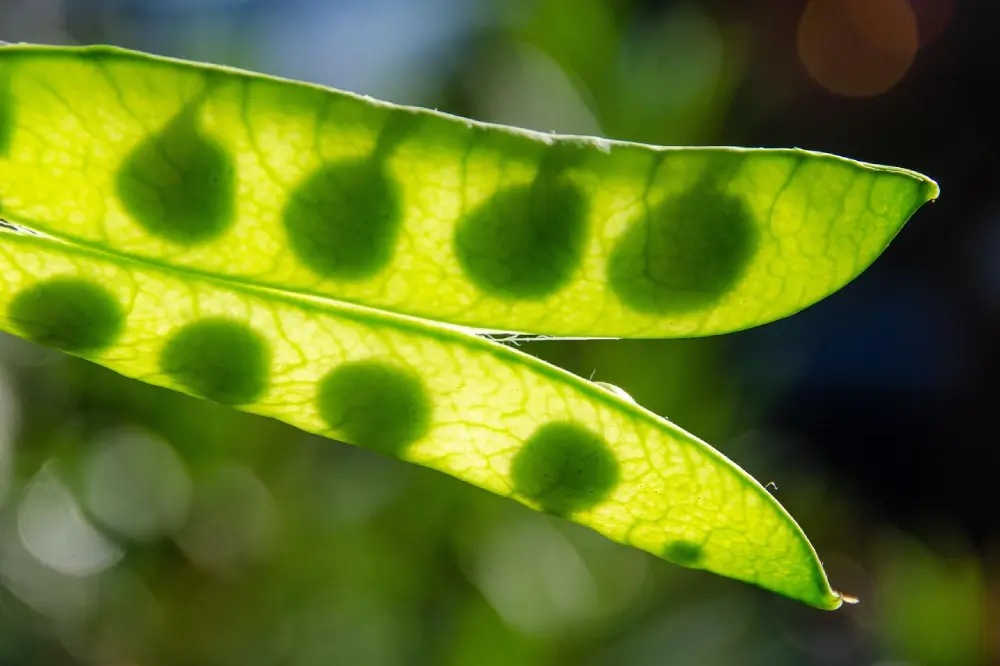 Gousses de pois mangetout en contre-jour montrant les graines visibles par transparence