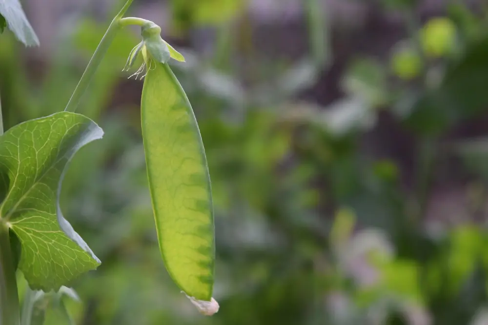 Gousse de pois gourmand verte plate suspendue sur plant avec fleur blanche