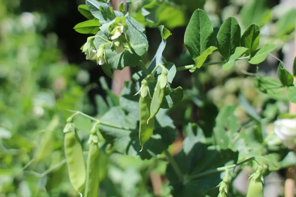 Plants de pois mange-tout avec fleurs blanches et gousses vertes au potager bio