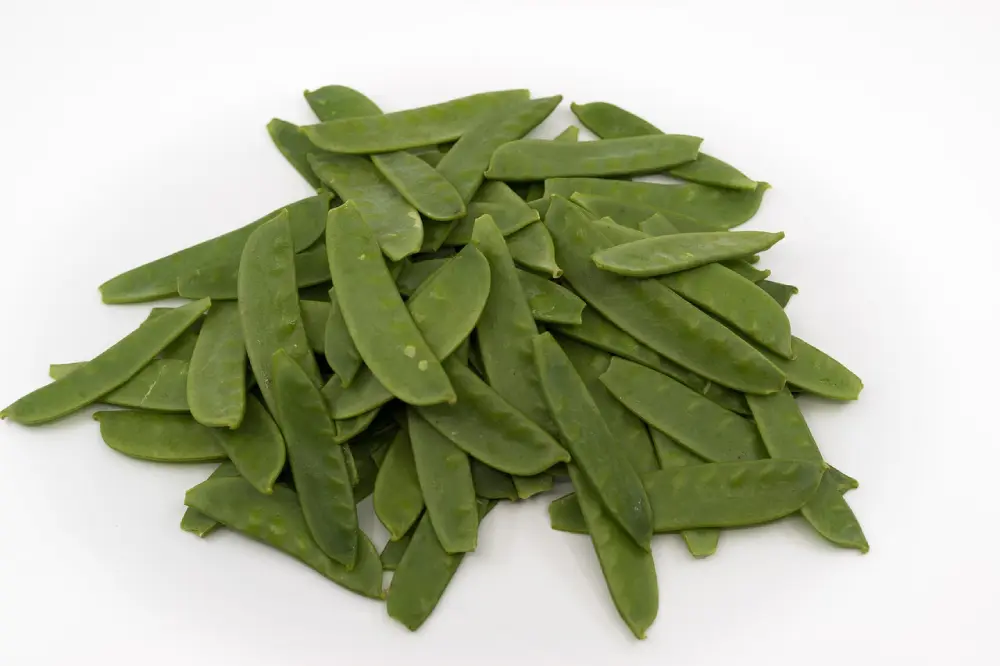 Récolte de pois mangetout frais, gousses plates vertes prêtes à cuisiner