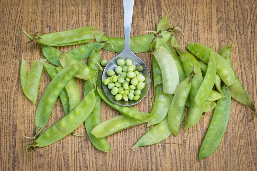 Pois mangetout frais entiers et graines écossées sur table bois rustique