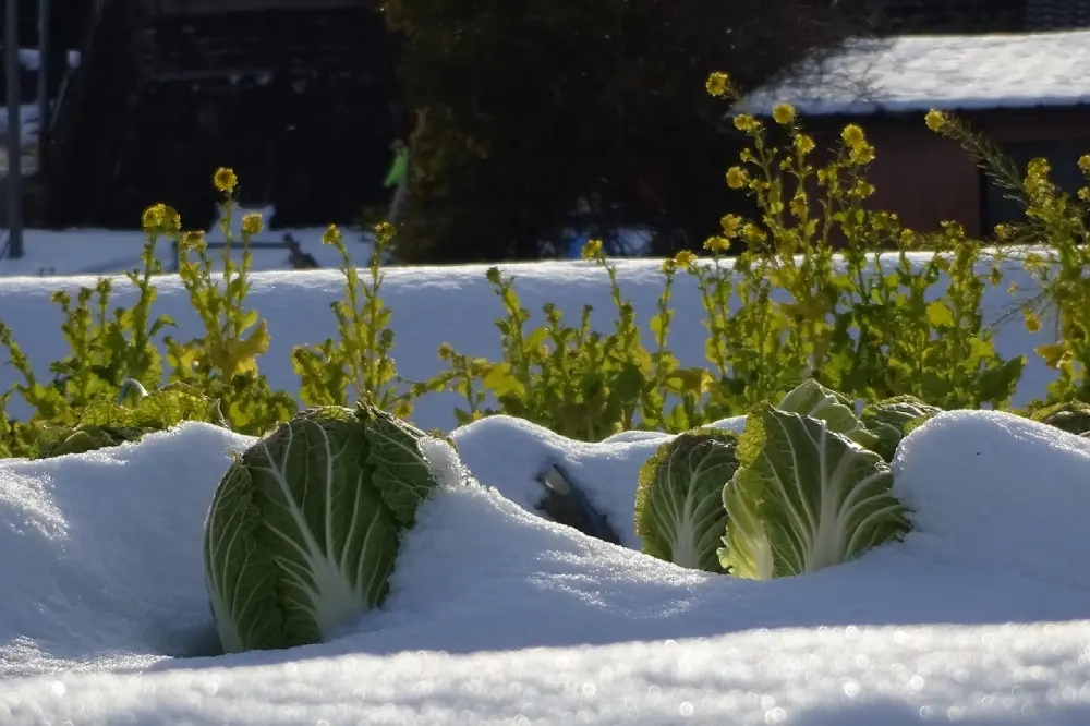 Choux sous la neige culture d'hiver résistante au froid de décembre