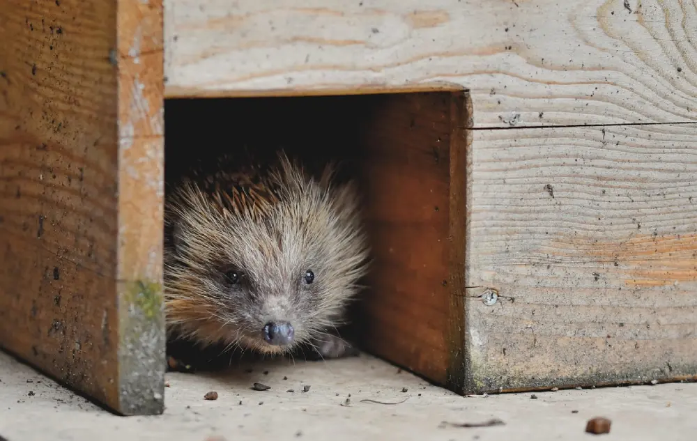 Hérisson dans abri refuge biodiversité au jardin potager en décembre