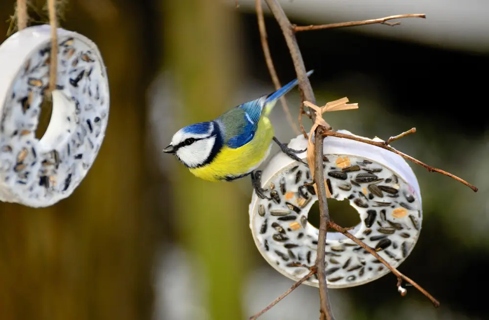 Mésange bleue sur boule de graisse nourrissage oiseaux jardin hiver décembre