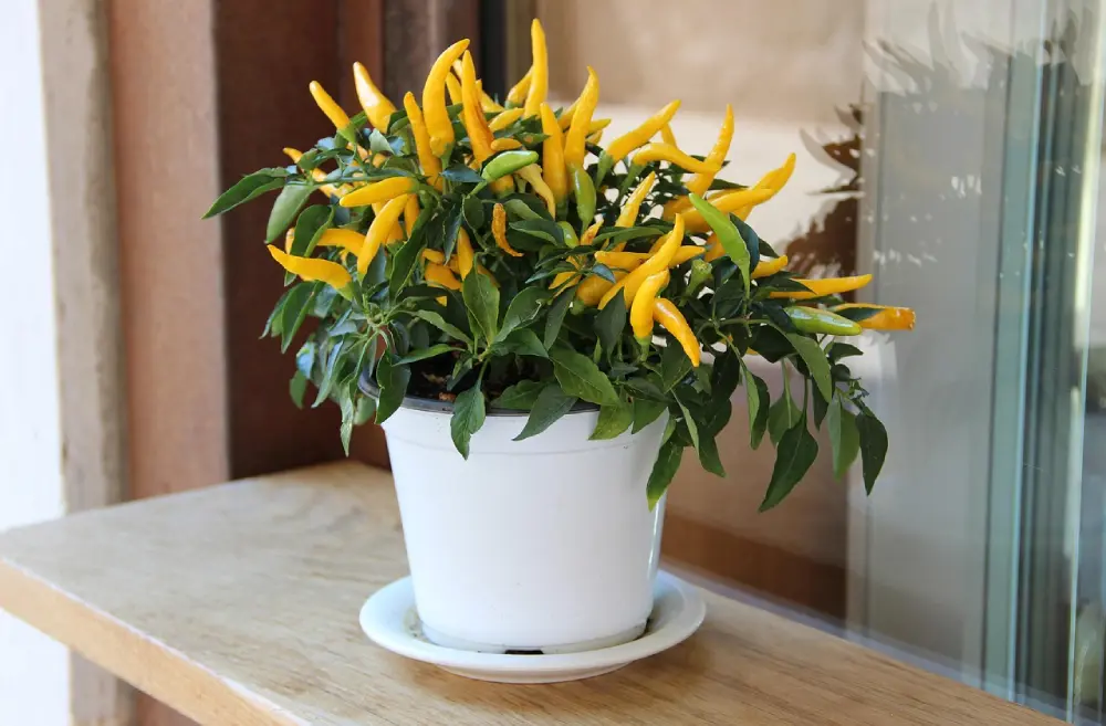 Piment jaune en Piment jaune cultivé en pot blanc sur étagère intérieure ou balcon