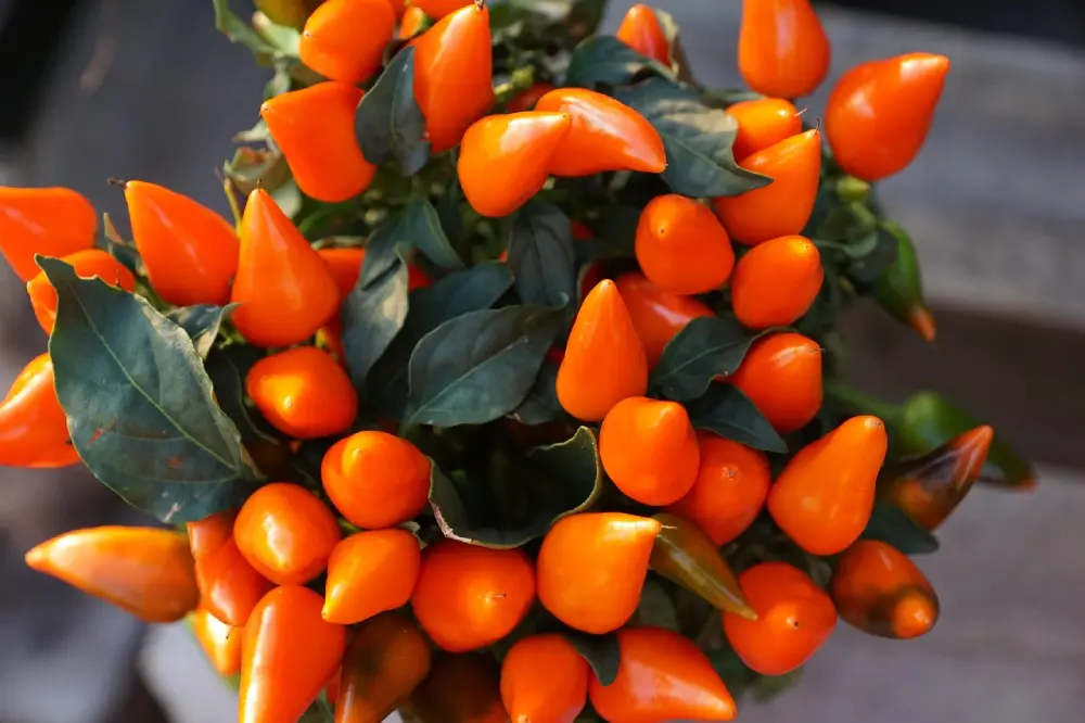 Plant de piment orange avec nombreux fruits mûrs pour culture en pot