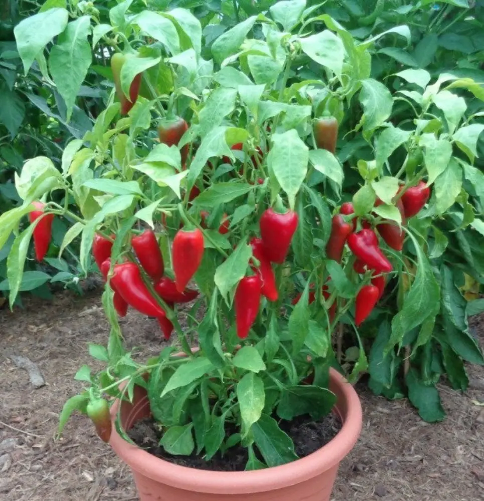 Piment rouge cultivé en pot terre cuite pour jardin balcon ou terrasse