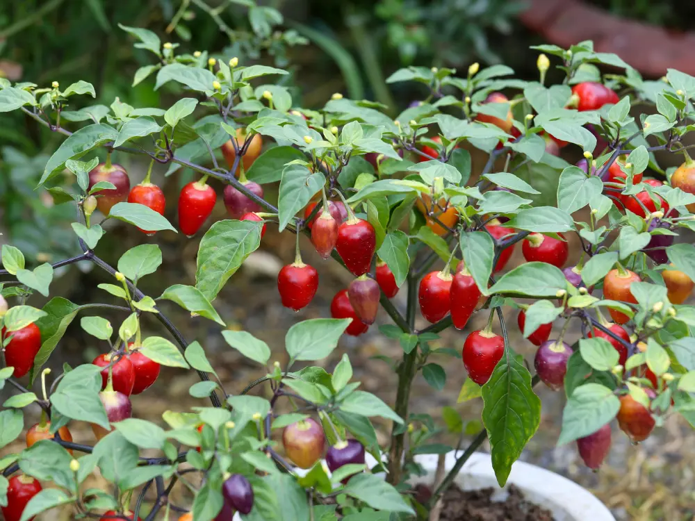 Plant de piment rouge productif avec nombreux fruits pour culture en pot