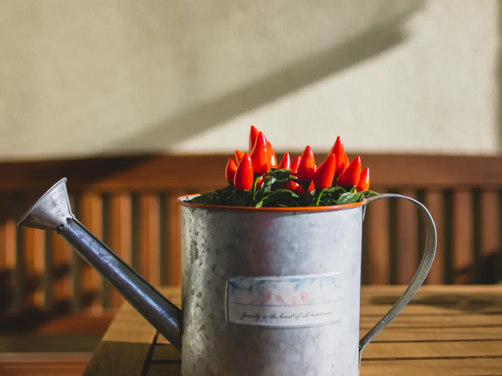 Piments rouges ornementaux dans arrosoir vintage pour décoration balcon