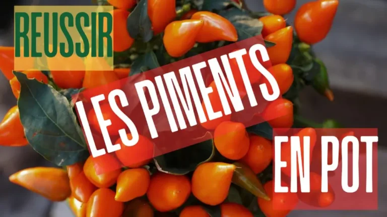 Réussir la culture des piments en pot sur balcon avec fruits orange vifs