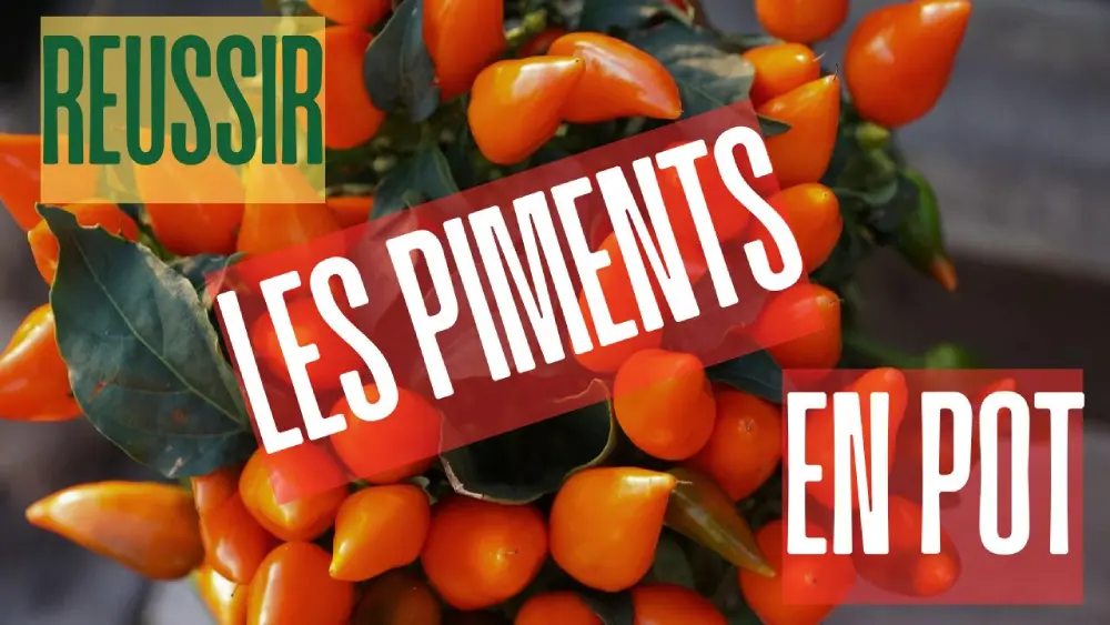 Réussir la culture des piments en pot sur balcon avec fruits orange vifs