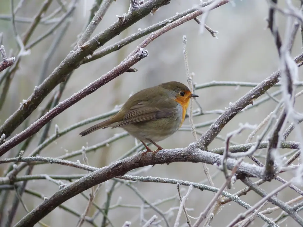 Rouge-gorge sur branche givrée oiseau auxiliaire du potager en hiver décembre