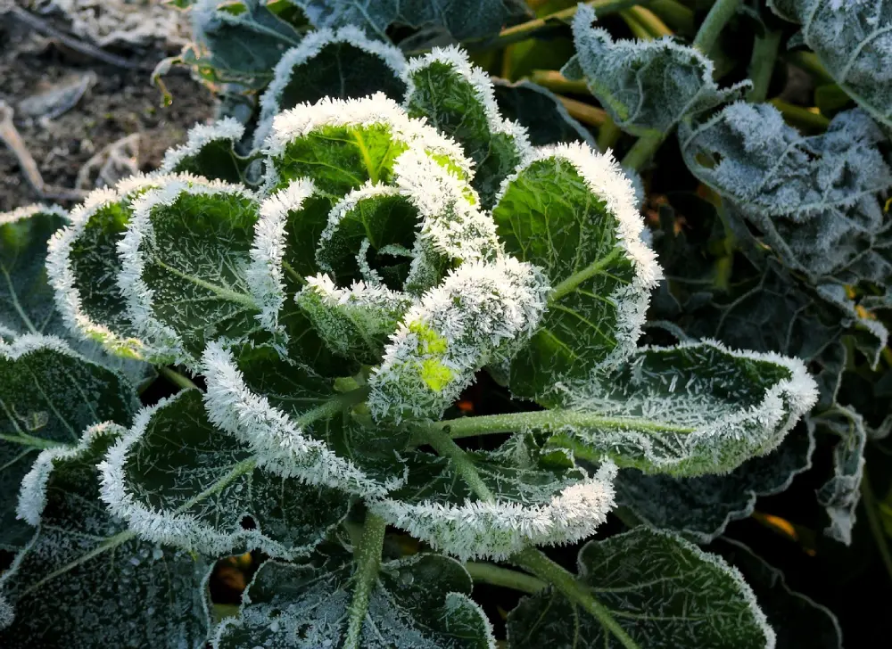 Chou pommé recouvert de givre au potager en janvier, légume résistant au froid hivernal