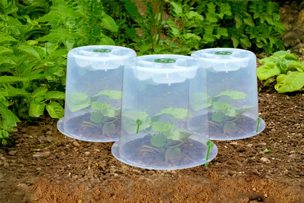 Trois cloches de forçage en plastique translucide avec ventilation verte protégeant de jeunes plants au potager
