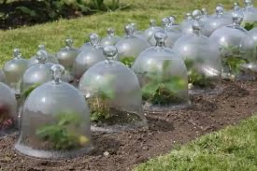 Rangée de cloches en verre traditionnelles alignées au potager pour forcer les cultures et protéger les semis