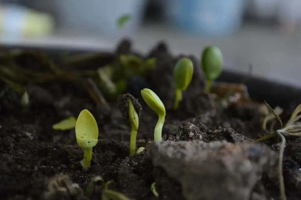 Jeunes plantules en germination dans un substrat enrichi au compost