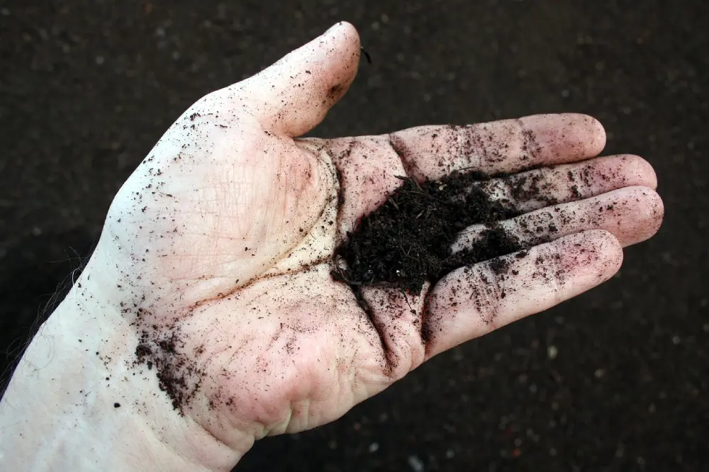 Compost mûr noir et friable dans une main - texture idéale pour amender le sol du potager