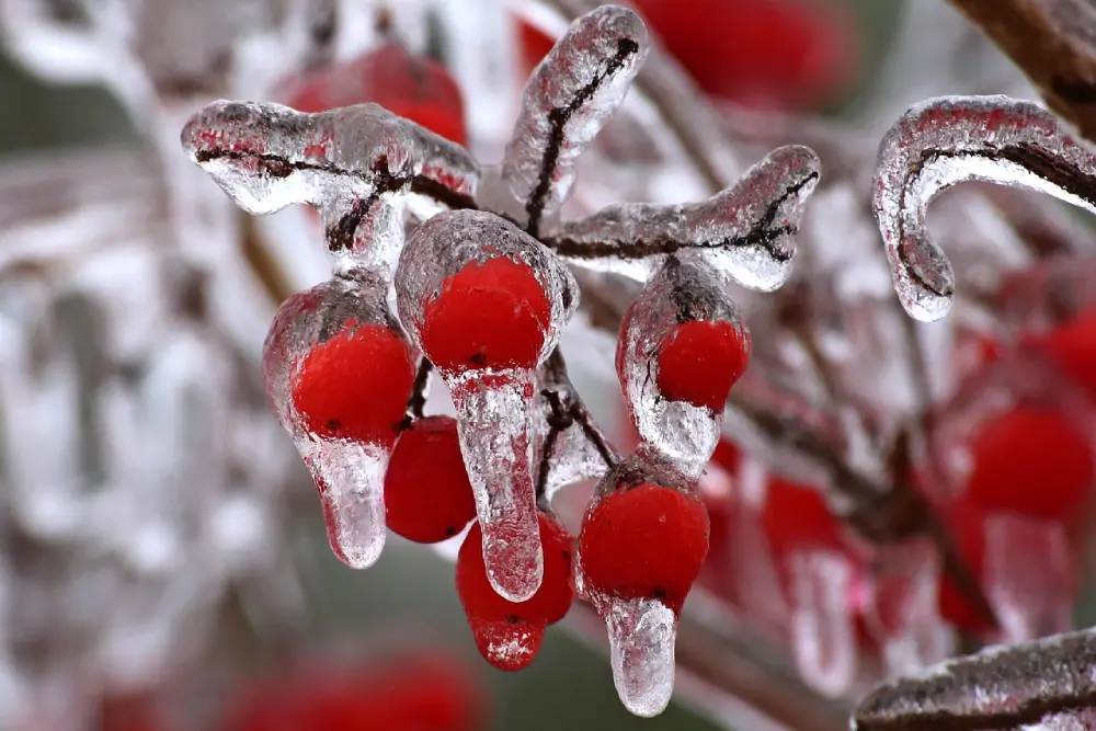Baies rouges emprisonnées dans la glace en hiver, gel au jardin en janvier