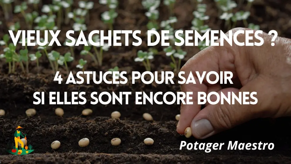 Vieux sachets de graines ou semences ? Ne les jetez surtout pas ! 4 astuces pour savoir si elles sont encore bonnes