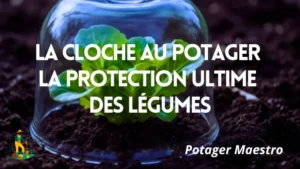 Cloche en verre protégeant une jeune salade au potager - Guide Potager Maestro sur la protection des légumes