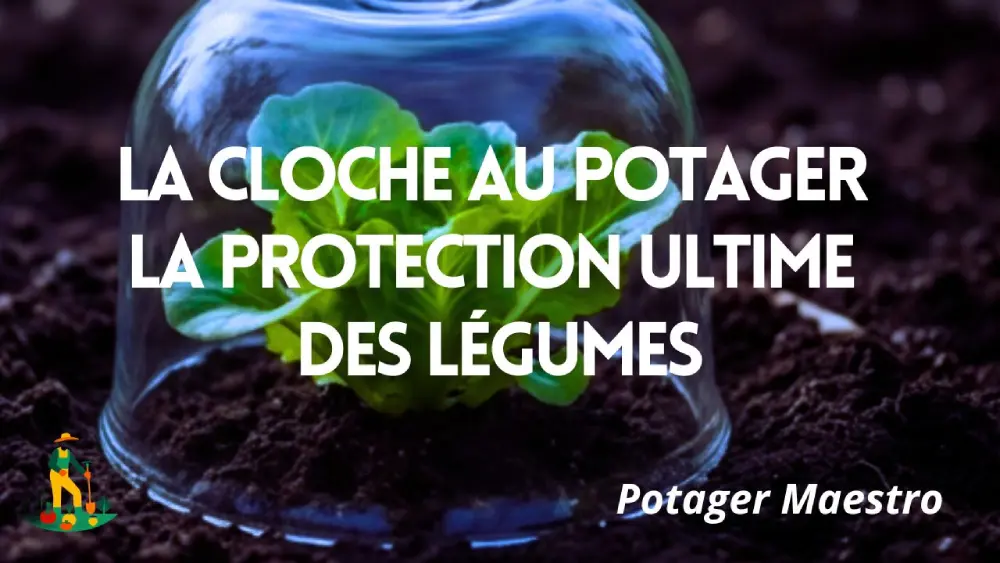 La cloche au potager : guide complet pour protéger et forcer vos cultures