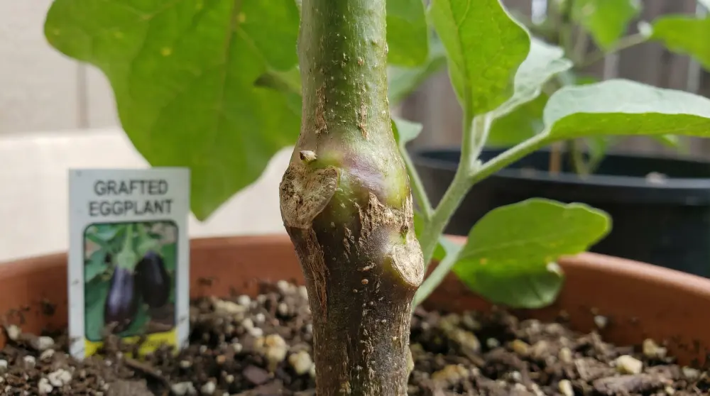 Gros plan sur le point de greffe d'un plant d'aubergine montrant le bourrelet de cicatrisation