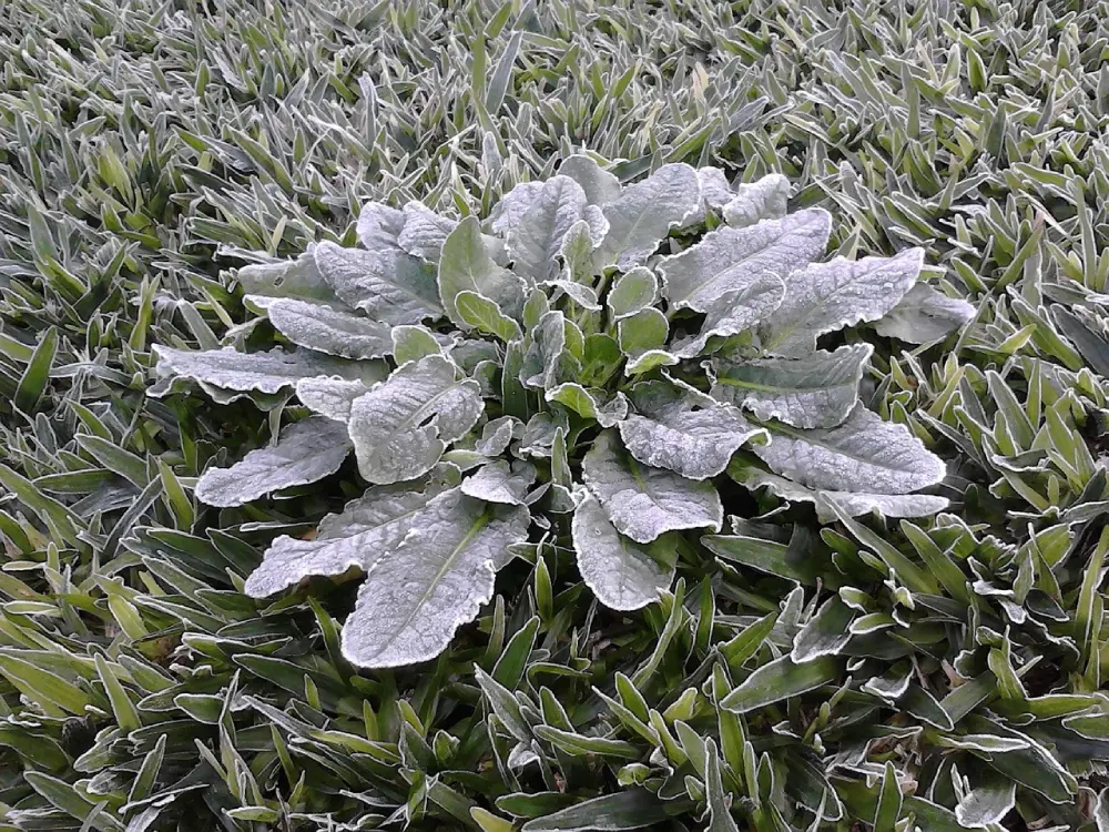 Rosette de feuilles givrées dans le jardin en janvier, végétation du potager sous le gel