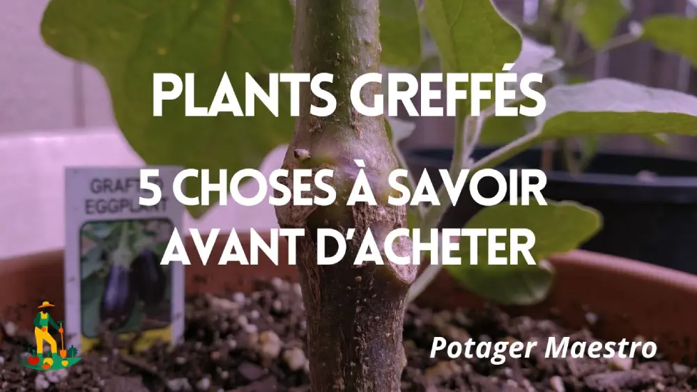 Guide d'achat plants greffés Potager Maestro - 5 choses à savoir avant d'acheter au potager