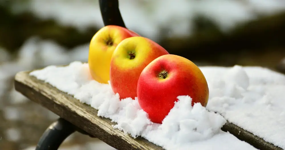 Pommes posées sur un banc de jardin recouvert de neige, récolte hivernale au verger