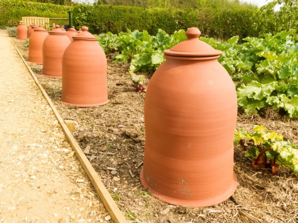 Cloches de blanchiment en terre cuite alignées au potager pour forcer la rhubarbe et adoucir les légumes
