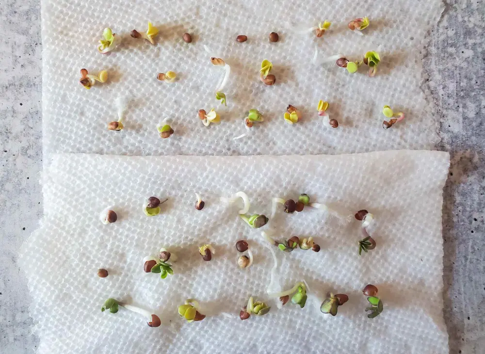 Test de germination sur papier absorbant : graines potagères en cours de germination avec radicelles et cotylédons