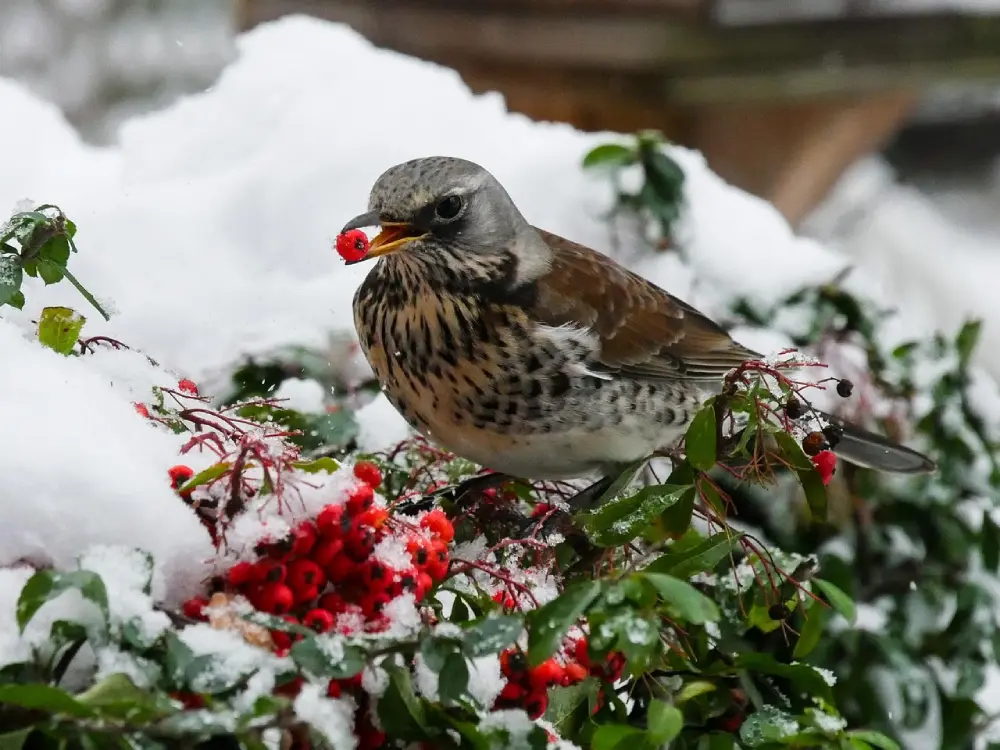 Grive mangeant des baies rouges dans un jardin enneigé, observation des oiseaux en hiver