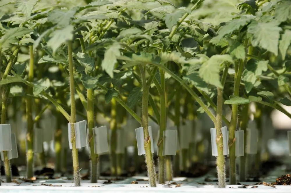 Plants de tomates greffés en série dans une pépinière professionnelle avec clips de greffage