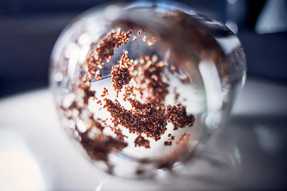 Semences potagères dans un bocal en verre hermétique pour tes de germination