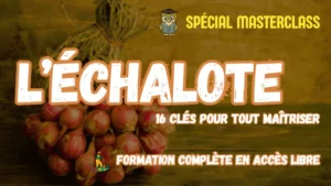 Masterclass échalote Potager Maestro : 16 clés pour tout maîtriser, formation gratuite en accès libre
