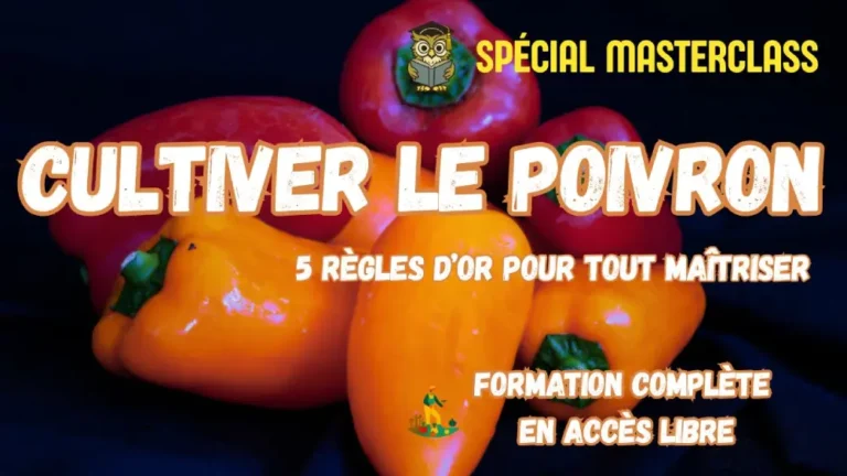 Masterclass poivrons Potager Maestro : règles d'or pour tout maîtriser, formation gratuite en accès libre