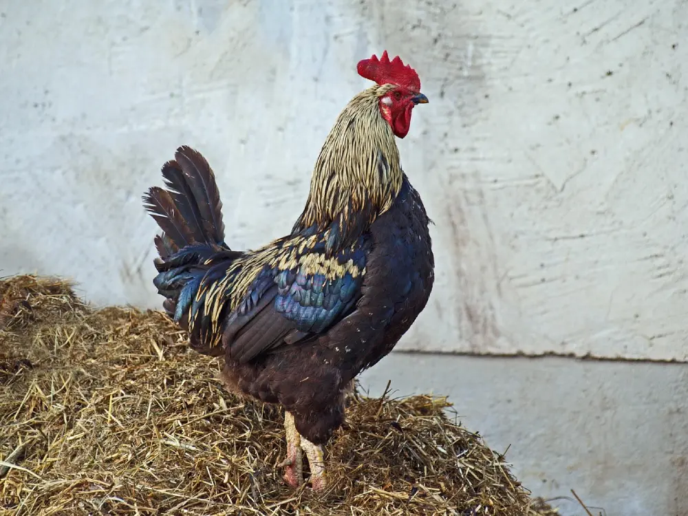 Coq de ferme sur litière de fumier de volaille pour enrichir le potager