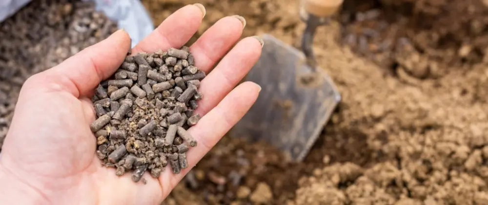 Main tenant des granulés de fumier déshydraté prêts à épandre au potager