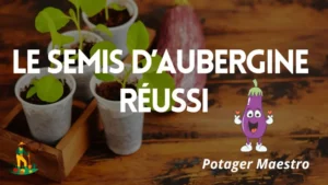 Potager Maestro : le semis d'aubergine réussi avec jeunes plants en godets