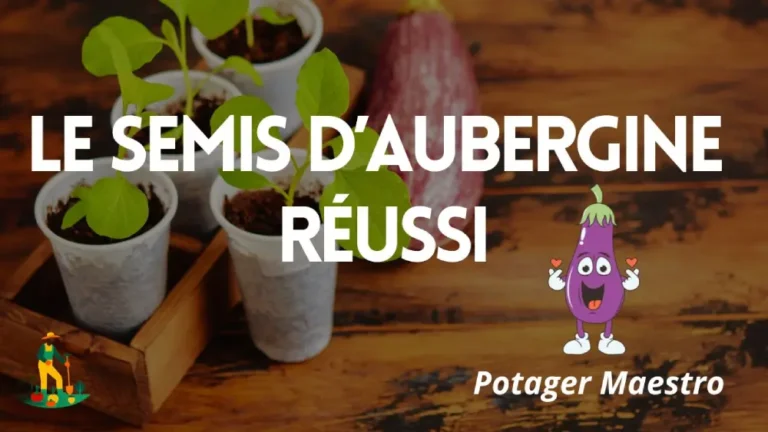 Potager Maestro : le semis d'aubergine réussi avec jeunes plants en godets