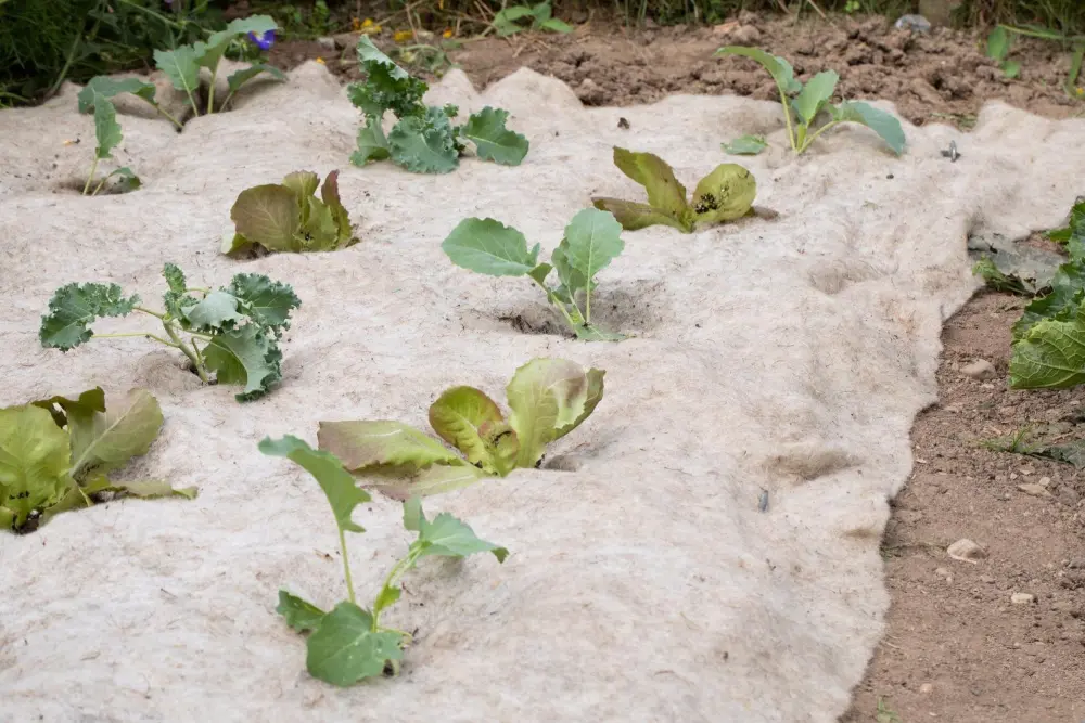 Paillage en laine de mouton installé autour de plants de choux et salades au potager