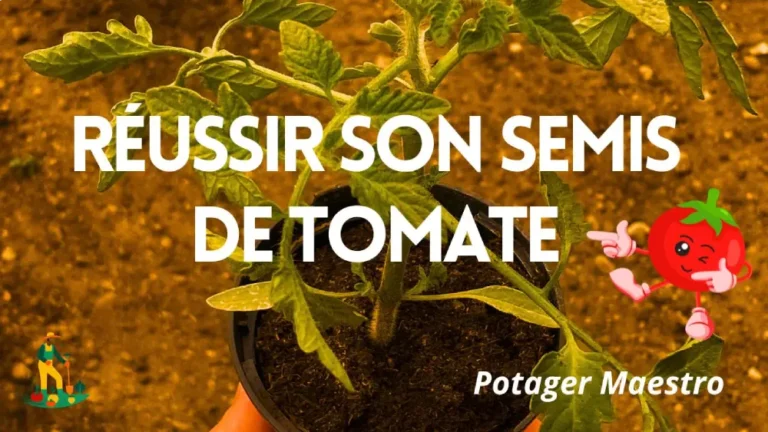 Réussir son semis de tomate guide complet Potager Maestro plant vigoureux en godet