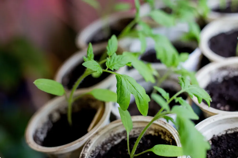 Plants de tomates avec premières vraies feuilles développées dans godets prêts au repiquage