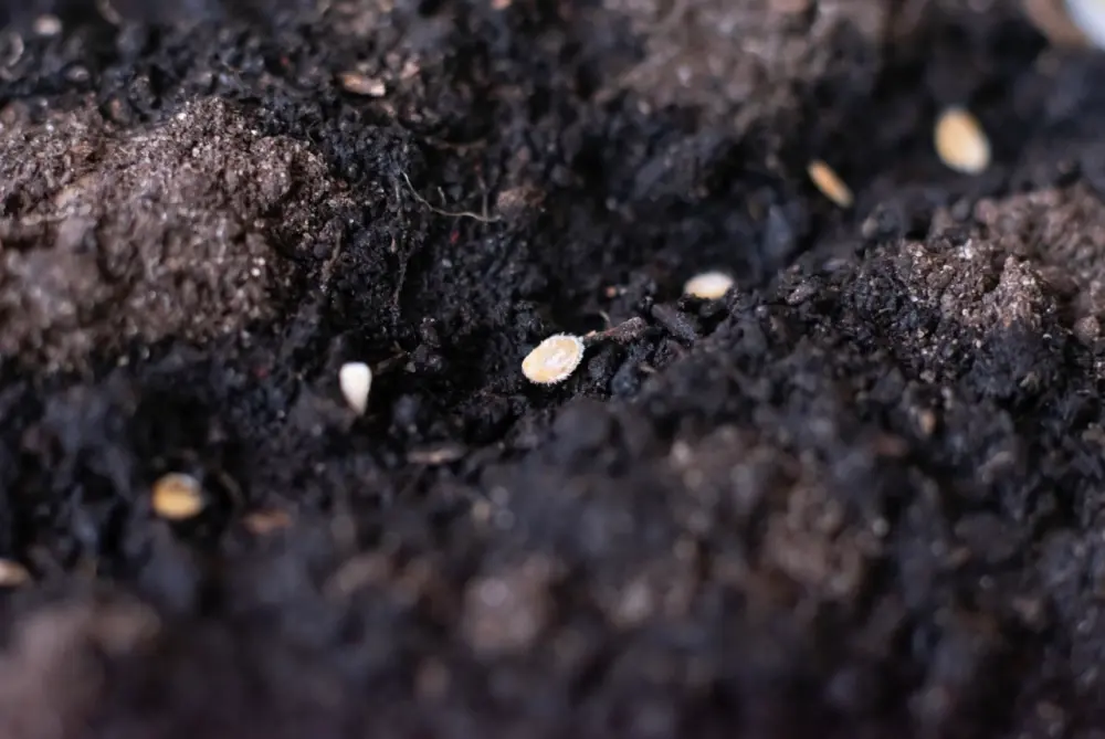 Graines de tomates déposées dans un sillon de terreau humide lors du semis en godet au potager