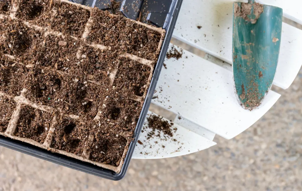 Plaque alvéolée biodégradable remplie de terreau pour semis de tomates avec transplantoir de jardinage