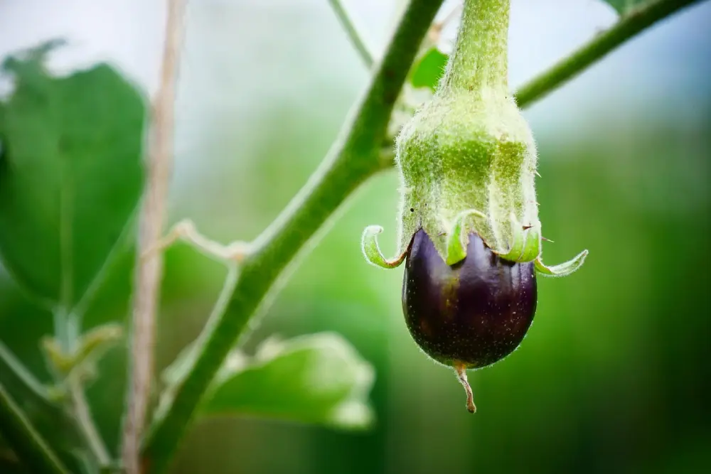 Petite aubergine en formation sur le plant avec calice vert, début de fructification au potager