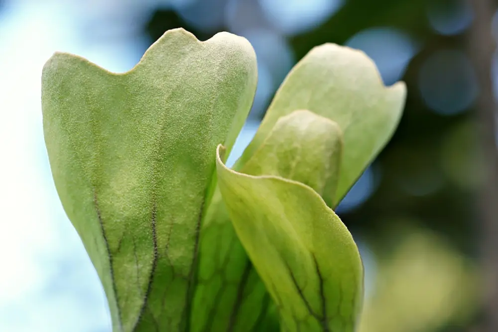 Gros plan sur feuilles duveteuses d'un plant d'aubergine montrant les nervures caractéristiques